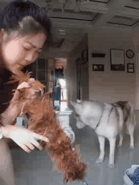 壁纸 动物 狗 狗狗 272_361 竖版 竖屏 手机 gif 动态图 动图