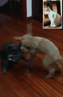 这过肩摔整的比我有标准!