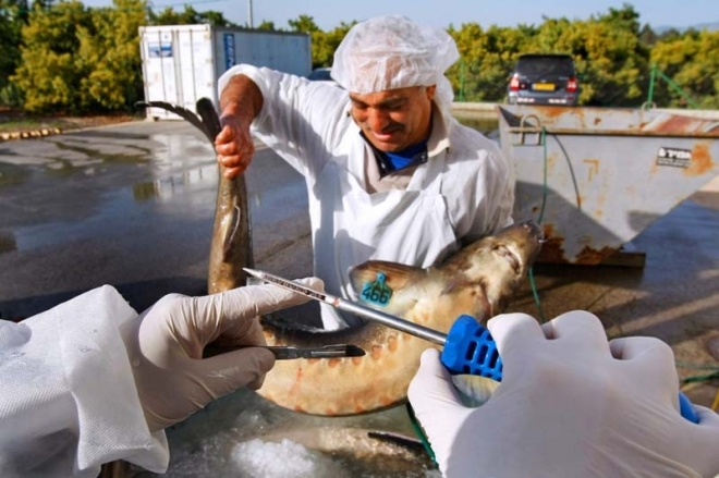 探秘全世界最昂贵的黑鱼子酱,如何生产?(2)