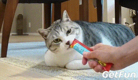 但这一次胖成球的喵星人,居然不是橘猫,而是一只酱紫的喵喵啊哈哈!