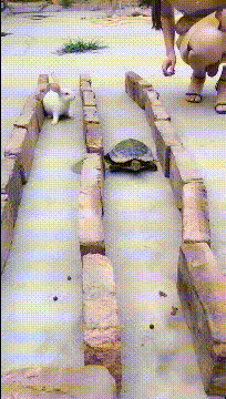 真实的龟兔赛跑,童话里都是骗人的