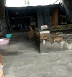 gif搞笑趣图:哥们,你的儿子不是亲生的吗?怎么这样对待啊!