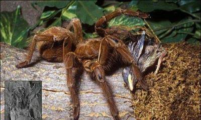 盘点世界上最大的蜘蛛 ,可以瞬间置人于死地.