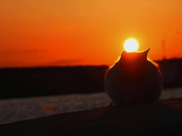 夕阳西下时 猫咪的剪影