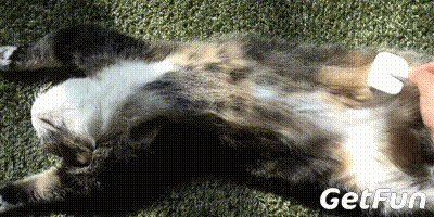 此时,有没有两脚兽和宠物君一样,头脑中有那么一刹那幻想过某天自家的