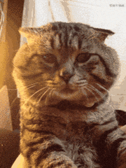 爆笑gif:媳妇准备露一手的,可惜鱼不配合啊,哈哈哈哈哈