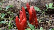  这种植物叫“火焰茸”，属于一种有毒的真菌，看见了一定要远离