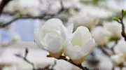必看！人生皆是回响，5步教你把握机遇走向人生巅峰！