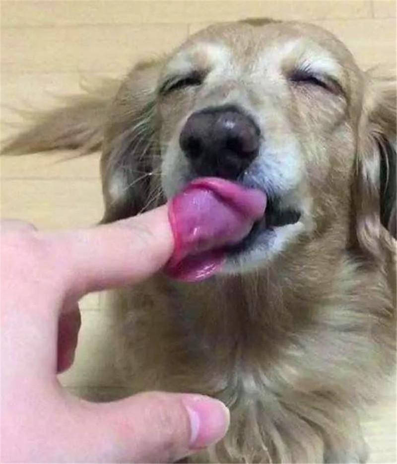 金毛看到棉花糖馋疯了,吃完后它的表情太销魂,这吃相也是没谁了