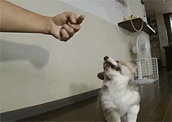 搞笑GIF趣图：我觉得妹子主要是因为洋葱辣眼睛 - 360娱乐，你开心就好