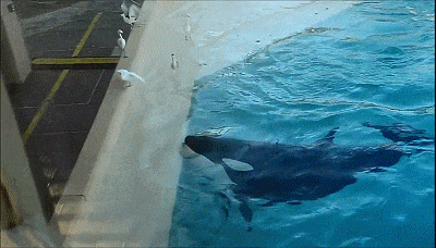 虎鲸送给海鸟一条小鱼 结局真是万万没想到只要我眼睛瞪得够大,观众就