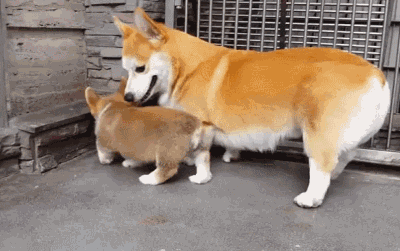 全新一波萌宠搞笑gif搞笑图片陆续有来