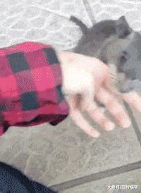 搞笑GIF:到处跑啥,回窝带孩子去 - 360娱乐,你开心就好