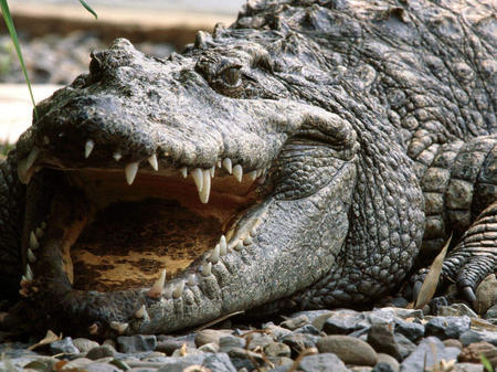 据国外媒体报道,即便是猎鳄人"鳄鱼邓迪"(crocodile dundee),见到这个