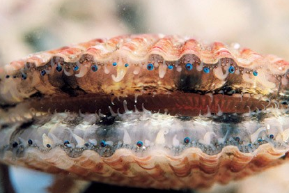 密集恐惧症慎入平常吃的扇贝原来藏着千百双眼睛