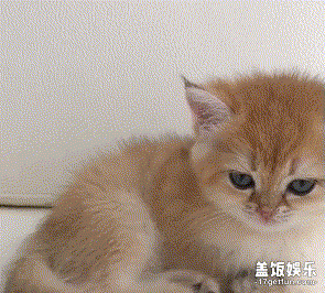 295_266gif 动态图 动图