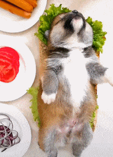 搞笑gif老板你过来咱们谈谈这就是你说的涮狗肉