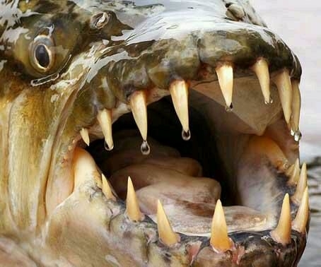 十大恐怖鱼类 你知道食人鱼排第几位吗?(3)