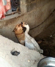 236_286gif 动态图 动图