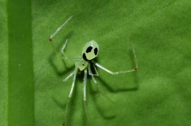 笑脸蜘蛛微笑劝退蜘蛛界的萌神正面临生存危机