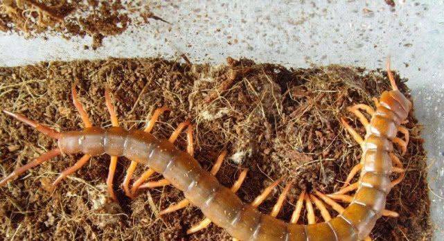 蜈蚣大家都知道,是一种有毒腺的,掠食性的陆生节肢动物.