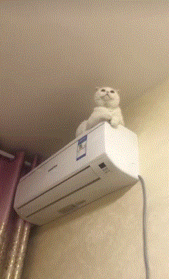 爆笑gif: 跟了一路了,就想看它倒没有 - 360娱乐,你开心就好