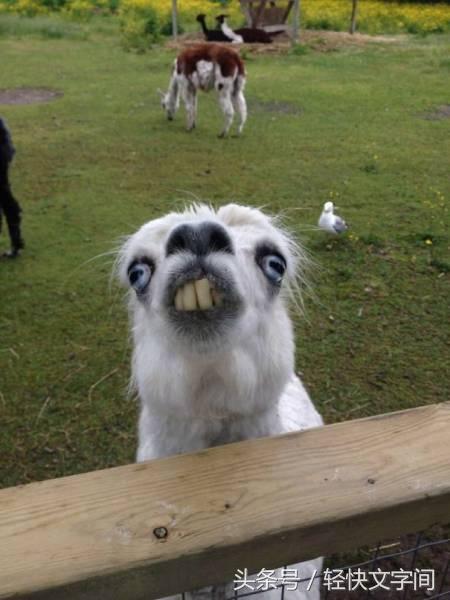 搞笑不是所有的动物照片都能摆出完美的姿势