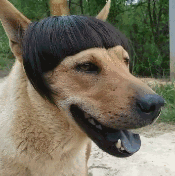 你别说,这刘海还挺适合狗狗