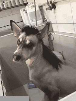 gif趣图: 先笑一分钟再说,大家看看这是什么? - 360娱乐,你开心就好