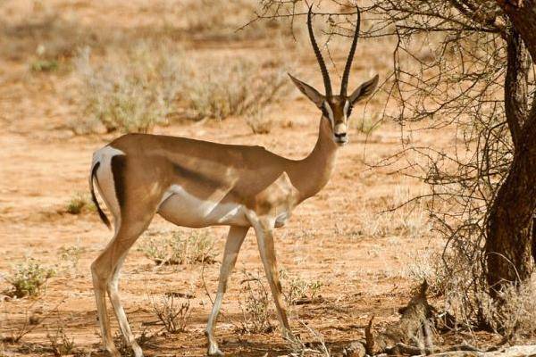 沙漠恶劣的环境动物们依旧顽强生存你会喜欢它们吗