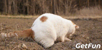 养猫前和养猫后,你变了么? - 360娱乐,你开心就好