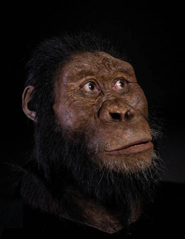 最可惜的古猿差一步成人类它们跟人类老祖母同时代考古