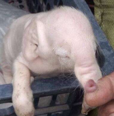 母猪生了一头怪物吓得村民赶紧报警