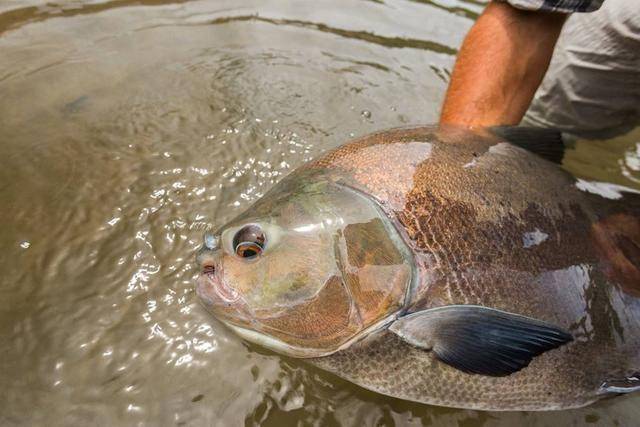 亞馬遜河才是最頂級釣場瘋狂的漁獲瞬間將釣魚人誘入不歸路