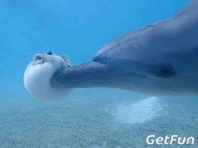 惊呆了 一群海豚围殴河豚竟然是为了聚众吸毒 真会玩 360娱乐