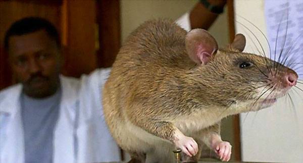 世界最大的老鼠图片