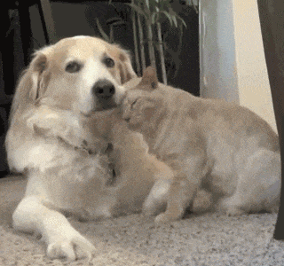 搞笑gif姑娘你要是再这样看我我可要生气了