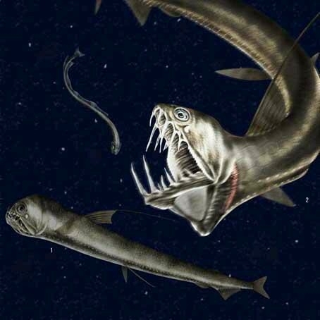 7【尖牙鱼】属于金眼鲷目,中文名叫角高体金眼鲷,因牙大得名,脑袋上