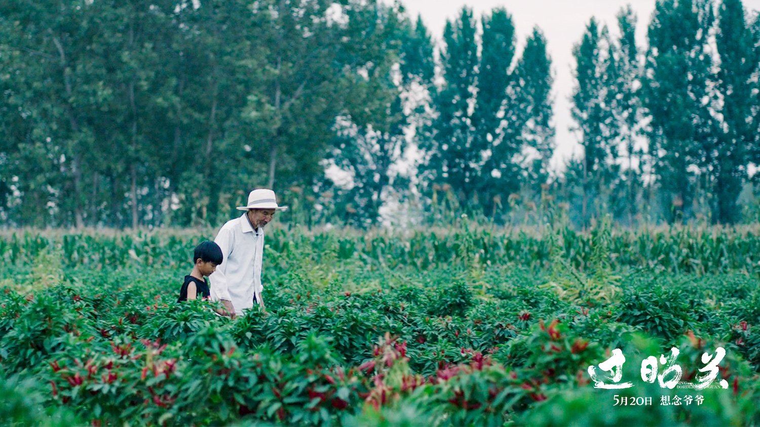 爷爷的模样你还记得吗520过昭关发布想念爷爷版海报预告