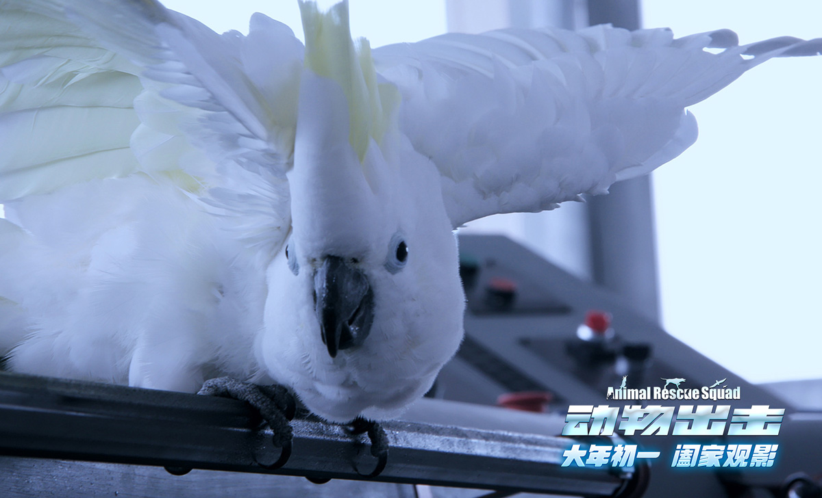 《动物出击》首曝"萌宠奇兵"版预告 看萌宠打响家园守护战