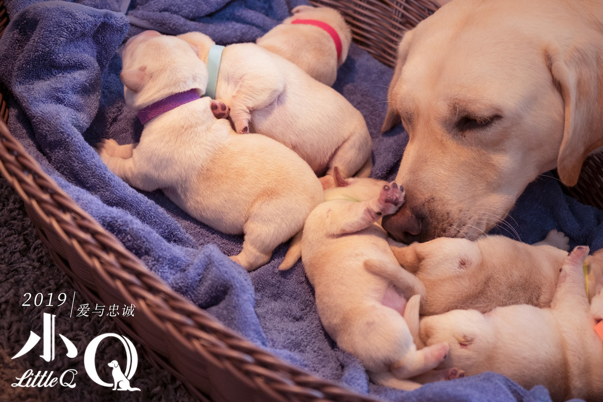 电影小q首曝概念海报极致治愈再现导盲犬爱与忠诚