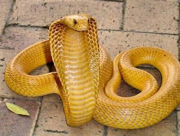 全身黄金色的蛇图片