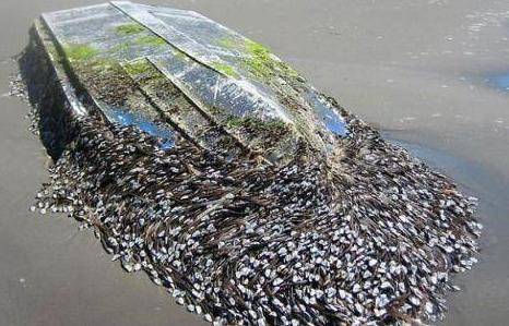 说到鹅颈藤壶,很多水手应该都很讨厌这种东西,它又名狗爪螺,因为其