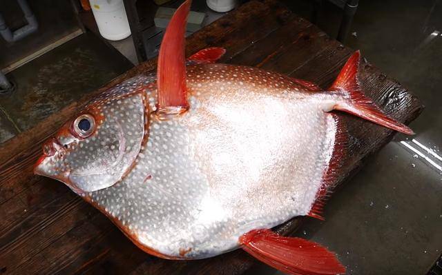光看这个外皮就想到和金昌鱼,白麻鱼一样胶原满满,充满胶质,又爽滑的