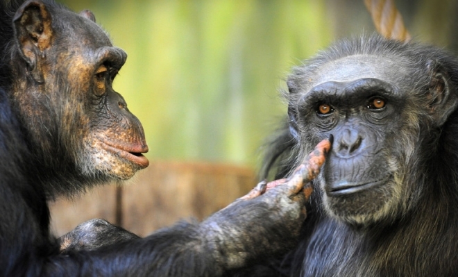 32年的黑猩猩夫妻还互撩对方演绎陪伴是最常情的告白