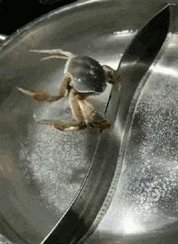 gif搞笑趣图:前面有情况,还是小心为好 - 360娱乐,你开心就好