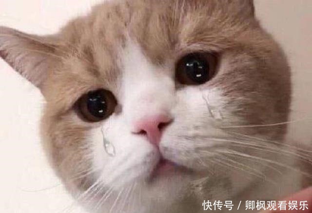 说唱听我的现满分神曲全体导师泪目小鬼看到了我自己