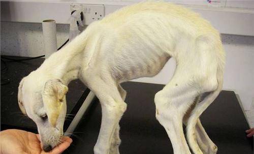 这只地球上最瘦的狗被美女领养后如今生活成这样