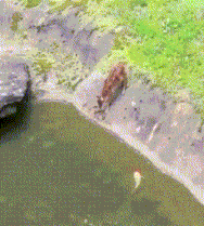 搞笑GIF：回家的路上捡头猪，够吃一阵子了 - 360娱乐，你开心就好