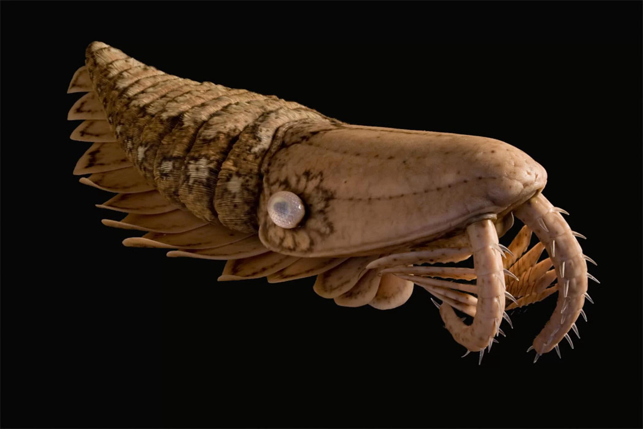 南极深海发现多种神秘生物 体型巨大奇形怪状_新闻中心_新浪网